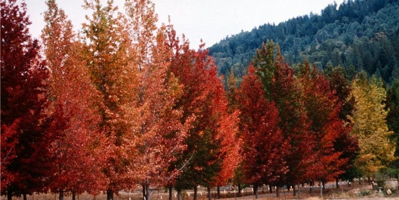 Maureen Gilmer
Morongo Valley, CA