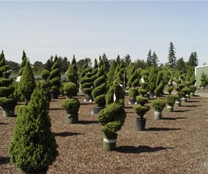 Maureen Gilmer
Morongo Valley, CA