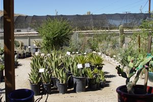 Maureen Gilmer
Morongo Valley, CA