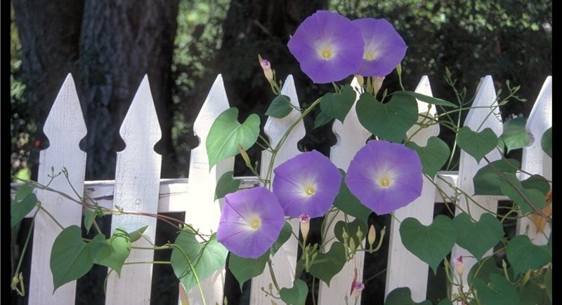 Maureen Gilmer
Morongo Valley, CA