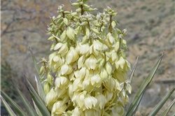 Maureen Gilmer
Morongo Valley, CA