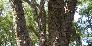 Maureen Gilmer
Morongo Valley, CA