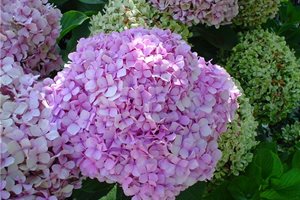 Front Yard Landscaping
Maureen Gilmer
Morongo Valley, CA
