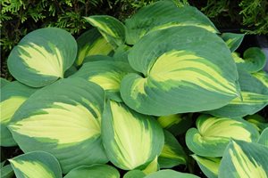 Maureen Gilmer
Morongo Valley, CA