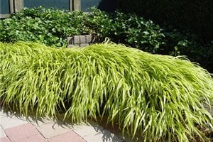 Front Yard Landscaping
Maureen Gilmer
Morongo Valley, CA