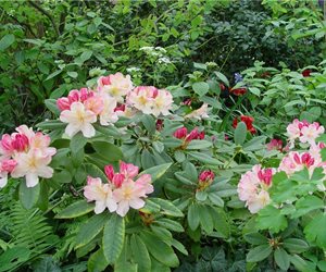Maureen Gilmer
Morongo Valley, CA