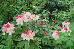 Maureen Gilmer
Morongo Valley, CA