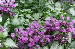 Front Yard Landscaping
Maureen Gilmer
Morongo Valley, CA