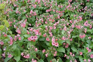 Maureen Gilmer
Morongo Valley, CA