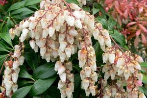 Front Yard Landscaping
Maureen Gilmer
Morongo Valley, CA