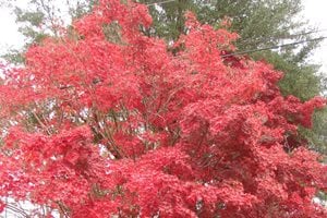 Maureen Gilmer
Morongo Valley, CA