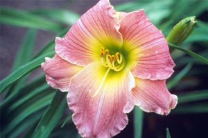 Maureen Gilmer
Morongo Valley, CA