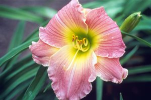 Maureen Gilmer
Morongo Valley, CA