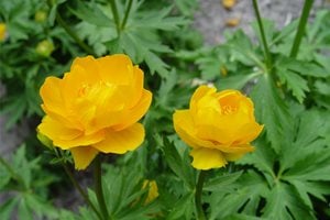 Front Yard Landscaping
Maureen Gilmer
Morongo Valley, CA