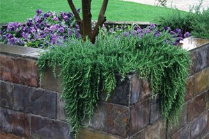 Front Yard Landscaping
Maureen Gilmer
Morongo Valley, CA