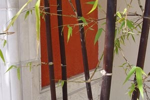 Swimming Pool
Maureen Gilmer
Morongo Valley, CA