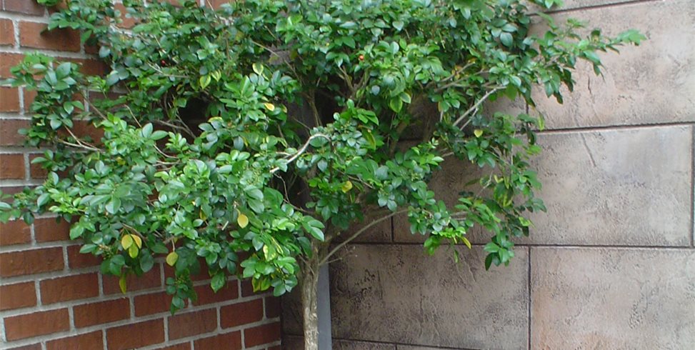 Maureen Gilmer
Morongo Valley, CA