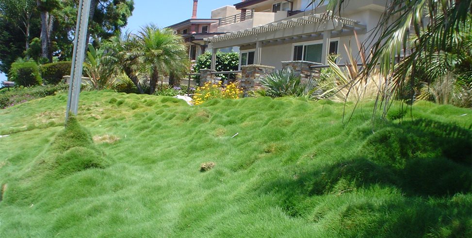Maureen Gilmer
Morongo Valley, CA
