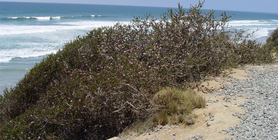 Maureen Gilmer
Morongo Valley, CA