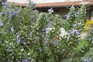Maureen Gilmer
Morongo Valley, CA