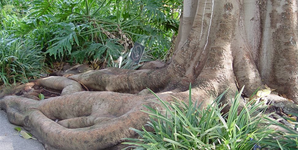 Maureen Gilmer
Morongo Valley, CA