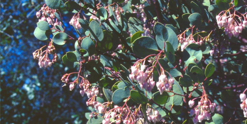 manzanita