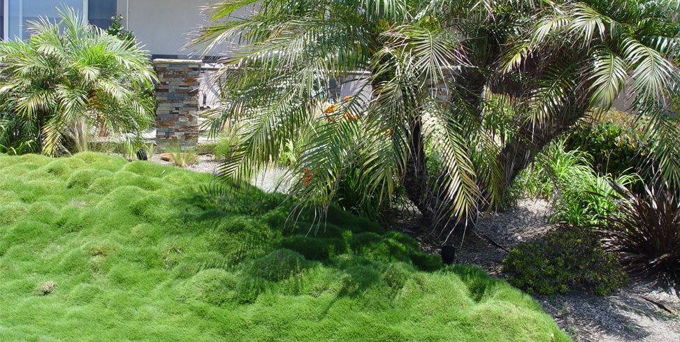 Maureen Gilmer
Morongo Valley, CA