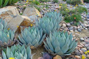 Maureen Gilmer
Morongo Valley, CA