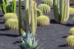 Maureen Gilmer
Morongo Valley, CA