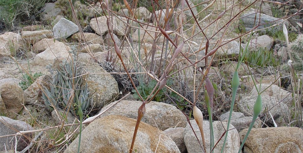 Maureen Gilmer
Morongo Valley, CA