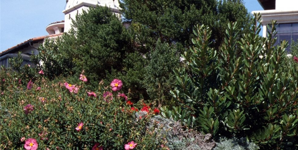 Maureen Gilmer
Morongo Valley, CA