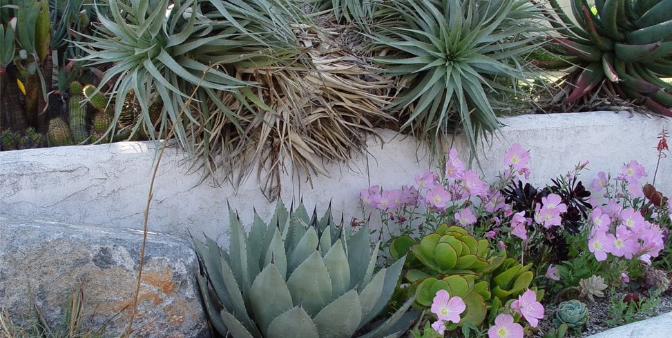 Maureen Gilmer
Morongo Valley, CA