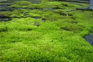 Michael Francis McCarthy
Photo used under Creative Commons, 