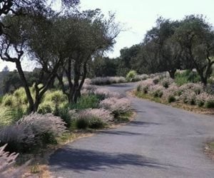 Michelle Derviss Landscape Design
Novato, CA