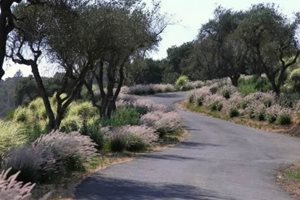 Driveway
Michelle Derviss Landscape Design
Novato, CA