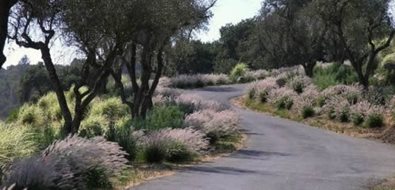 Mediterranean Landscaping
Michelle Derviss Landscape Design
Novato, CA