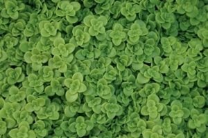 Front Yard Landscaping
Monrovia
Azusa, CA