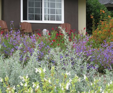 native xeriscape plants