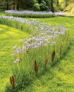 Newsletter Picture
Landscaping Network
Calimesa, CA