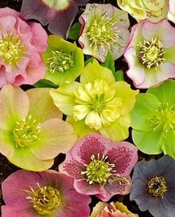 Newsletter Picture
Landscaping Network
Calimesa, CA