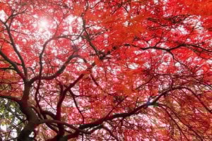 old.graham
Photo used under Creative Commons, 