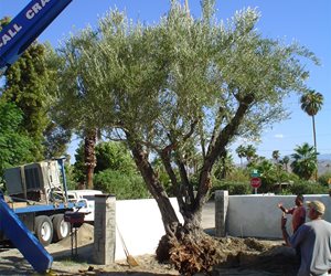 Olive Tree
Maureen Gilmer
Morongo Valley, CA