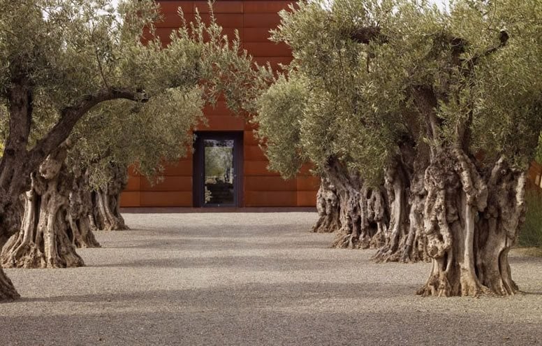 Olive Trees, Mediterranean Landscaping
Garden Design
Andrea Cochran Landscape Architecture
San Francisco, CA