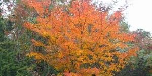 Orange Leaves, Crape Myrtle
Barry Block Landscape Design & Contracting
East Moriches, NY