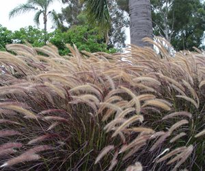 Pennisetum
Maureen Gilmer
Morongo Valley, CA
