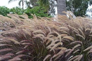 Pennisetum
Maureen Gilmer
Morongo Valley, CA