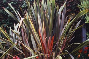 Phormium
Maureen Gilmer
Morongo Valley, CA
