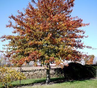 Pin Oak, Shade Tree
flickr
