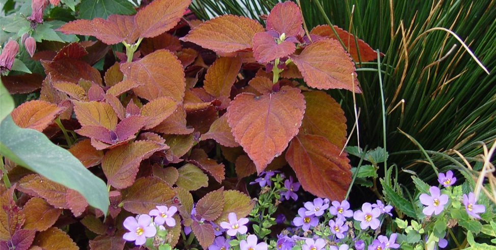 Plant Combo
Garden Design
Maureen Gilmer
Morongo Valley, CA