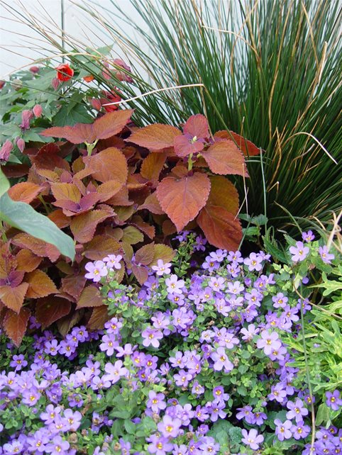 Plant Combo
Garden Design
Maureen Gilmer
Morongo Valley, CA